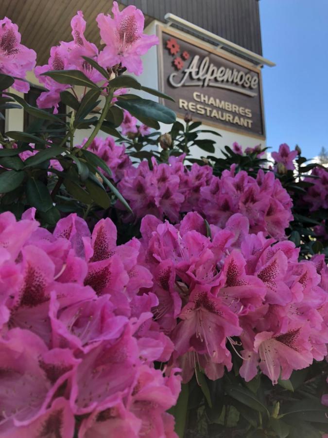 Alpenrose Chamonix Hostel Luaran gambar
